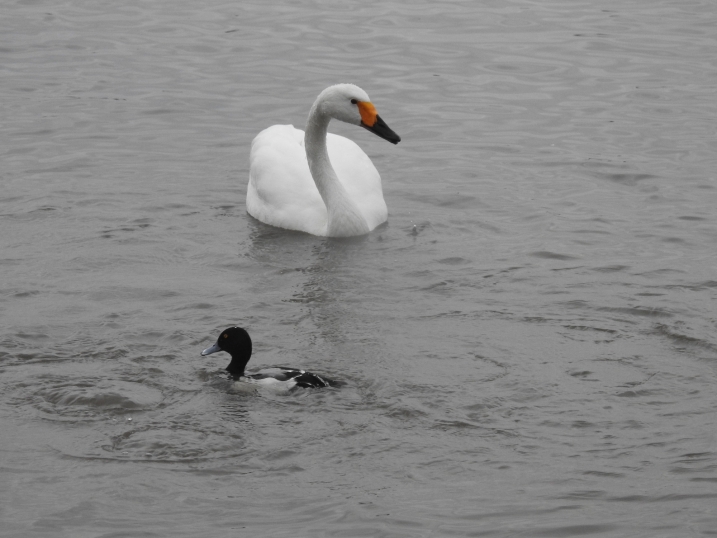 Bewick's swan and tufted duck on water